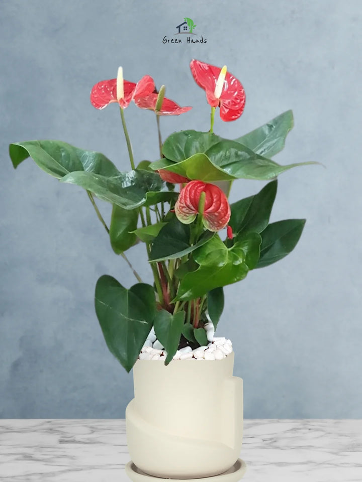 Potted-Holland-Red-Anthurium-Plant-in-Sustainable-3D-Sculptural-Planter-Biege-1