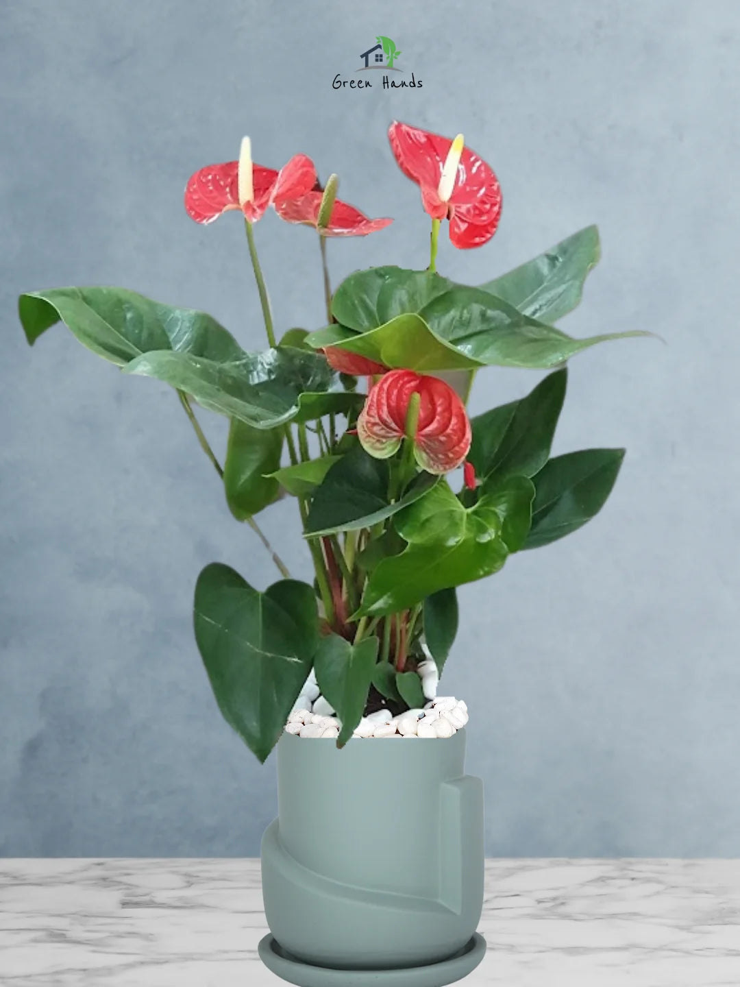 Potted-Holland-Red-Anthurium-Plant-in-Sustainable-3D-Sculptural-Planter-Blue-1