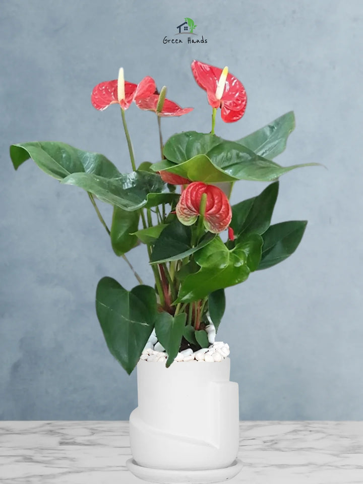 Potted-Holland-Red-Anthurium-Plant-in-Sustainable-3D-Sculptural-Planter-White-1