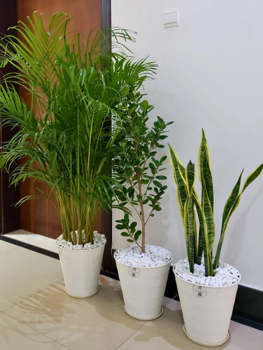 Potted-Large-Areca-Palm-Ficus-Panda-and-Snake-Plant-Starter-Plants-Bundle-in-Flexible-White-Pots-2