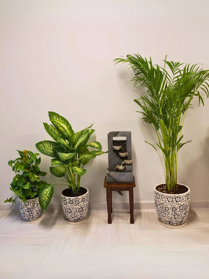 Potted Areca Palm, XL Dieffenbachia, Money Plant | Premium Bundle