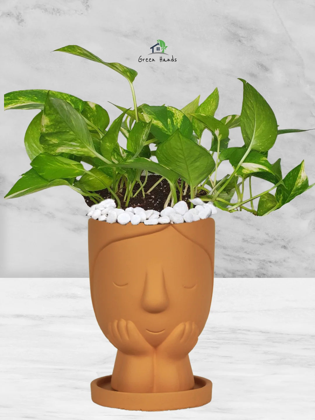 Potted-Money-Plant-in-Adorable-Terracotta-Cute-Girl-Face-Planter-Terracotta-1