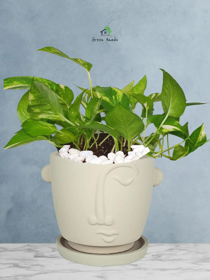 Potted-Money-Plant-in-Adorable-Terracotta-Face-Planter-Beige-1