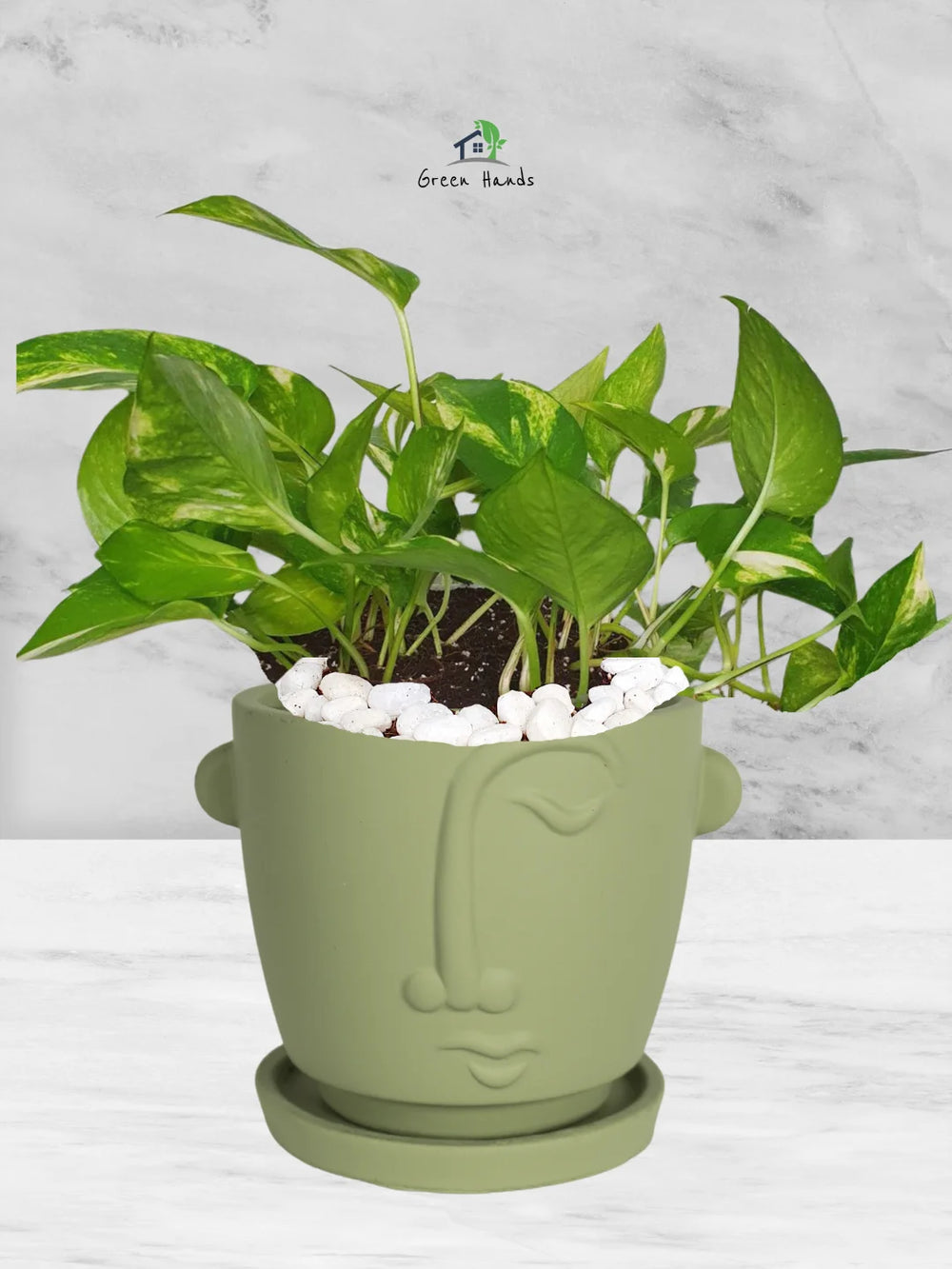 Potted-Money-Plant-in-Adorable-Terracotta-Face-Planter-Olive-Green-1