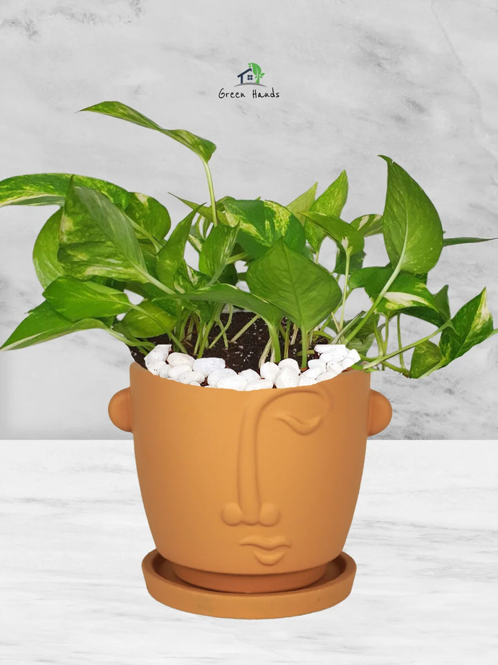 Potted-Money-Plant-in-Adorable-Terracotta-Face-Planter-Terracotta1