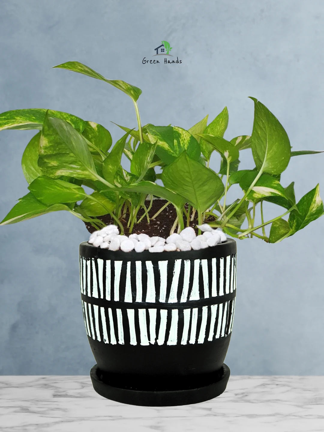 Potted-Money-Plant-in-African-Tribal-Marks-Pot-1