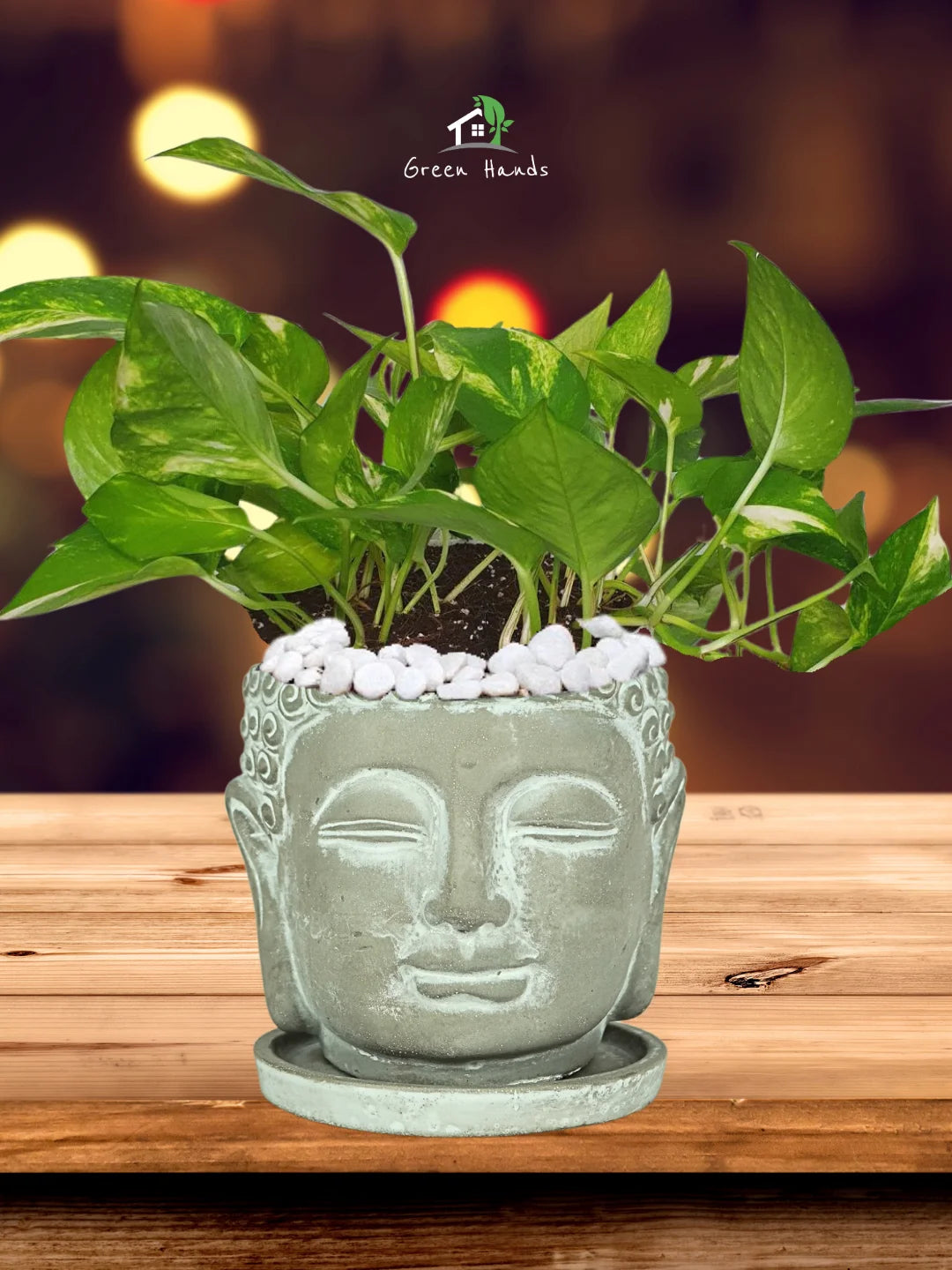 Potted-Money-Plant-in-Buddha-Head-Planter-Large-1