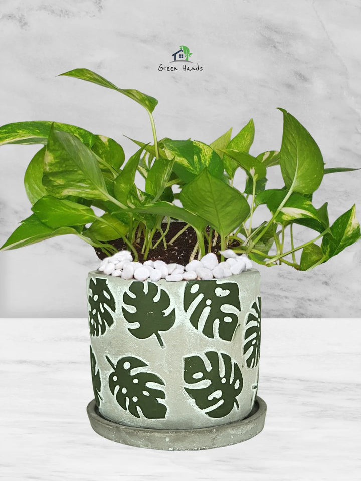 Potted-Money-Plant-in-Monstera-Deliciosa-Pattern-Pot-1