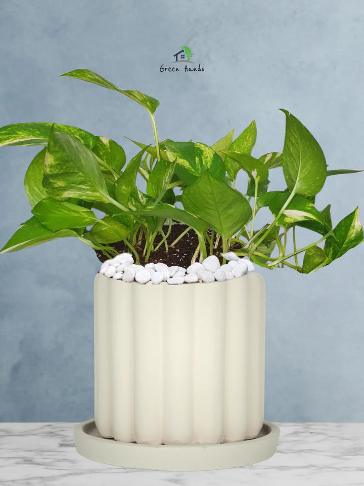 Potted-Money-Plant-in-Scandinavian-Style-Ceramic-Pot-Fluted-Biege-1