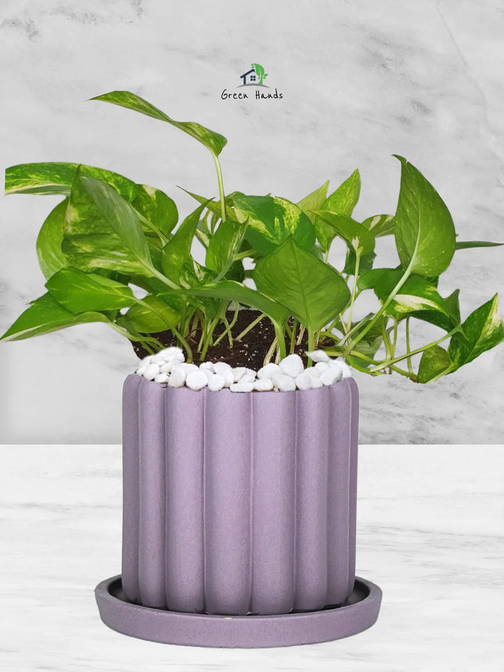 Potted-Money-Plant-in-Scandinavian-Style-Ceramic-Pot-Fluted-Purple-1