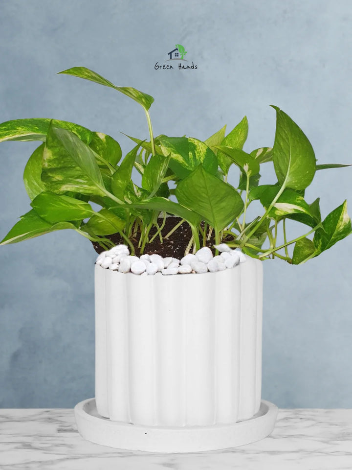 Potted-Money-Plant-in-Scandinavian-Style-Ceramic-Pot-Fluted-White-1