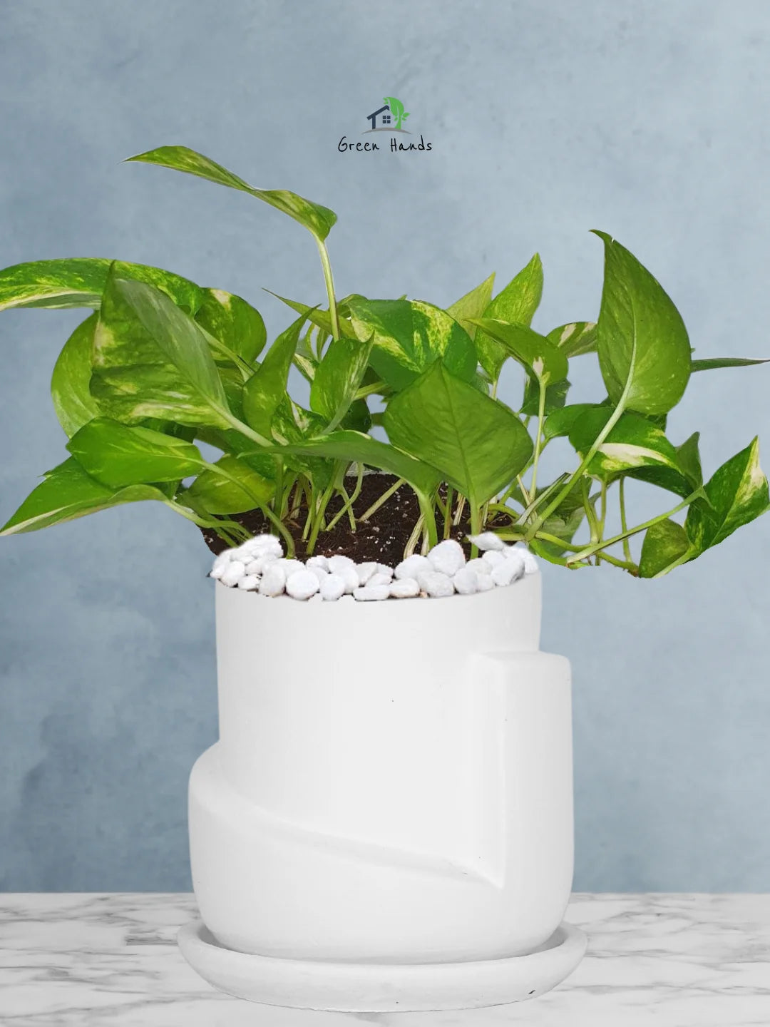 Potted-Money-Plant-in-Sustainable-3D-Sculptural-Planter-White-1