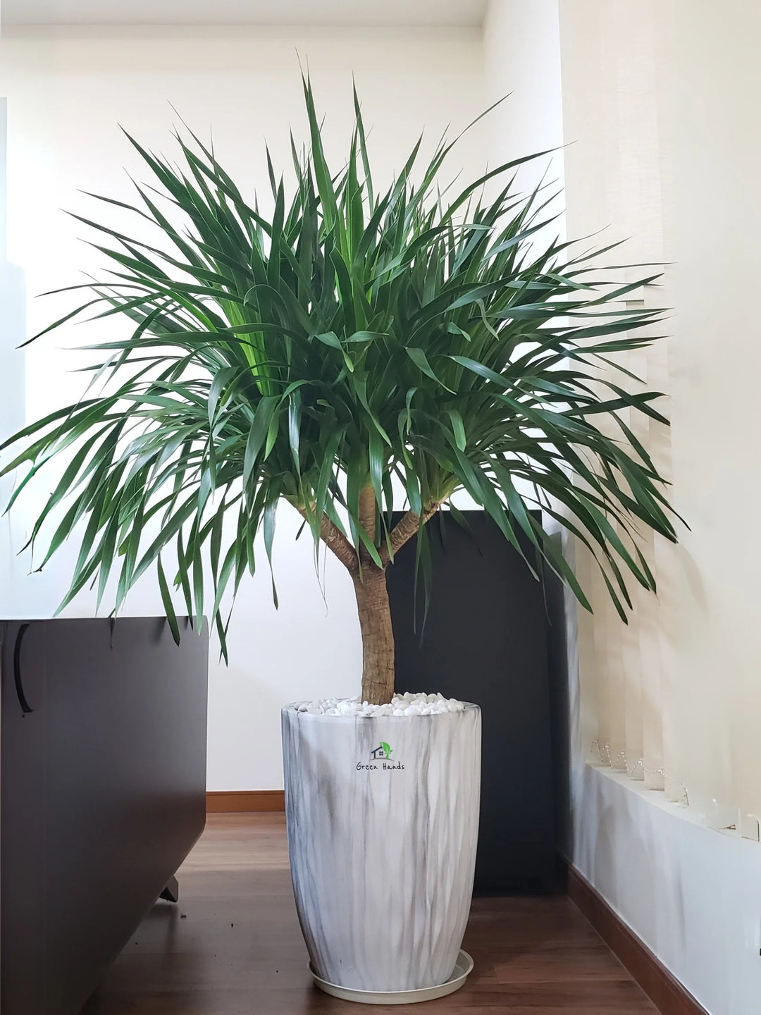 Multi-Head Dracaena: The 'Beast'iful Attention-Grabber