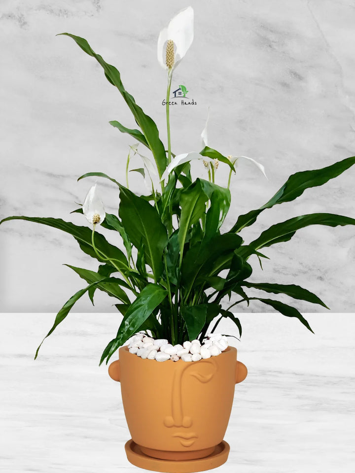 Potted Peace Lily: The Ultimate Air-Purifying Plant in a Modern Decor Pots