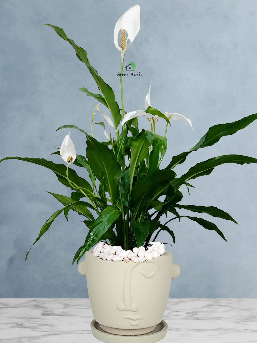 Potted Peace Lily: The Ultimate Air-Purifying Plant in a Modern Decor Pots