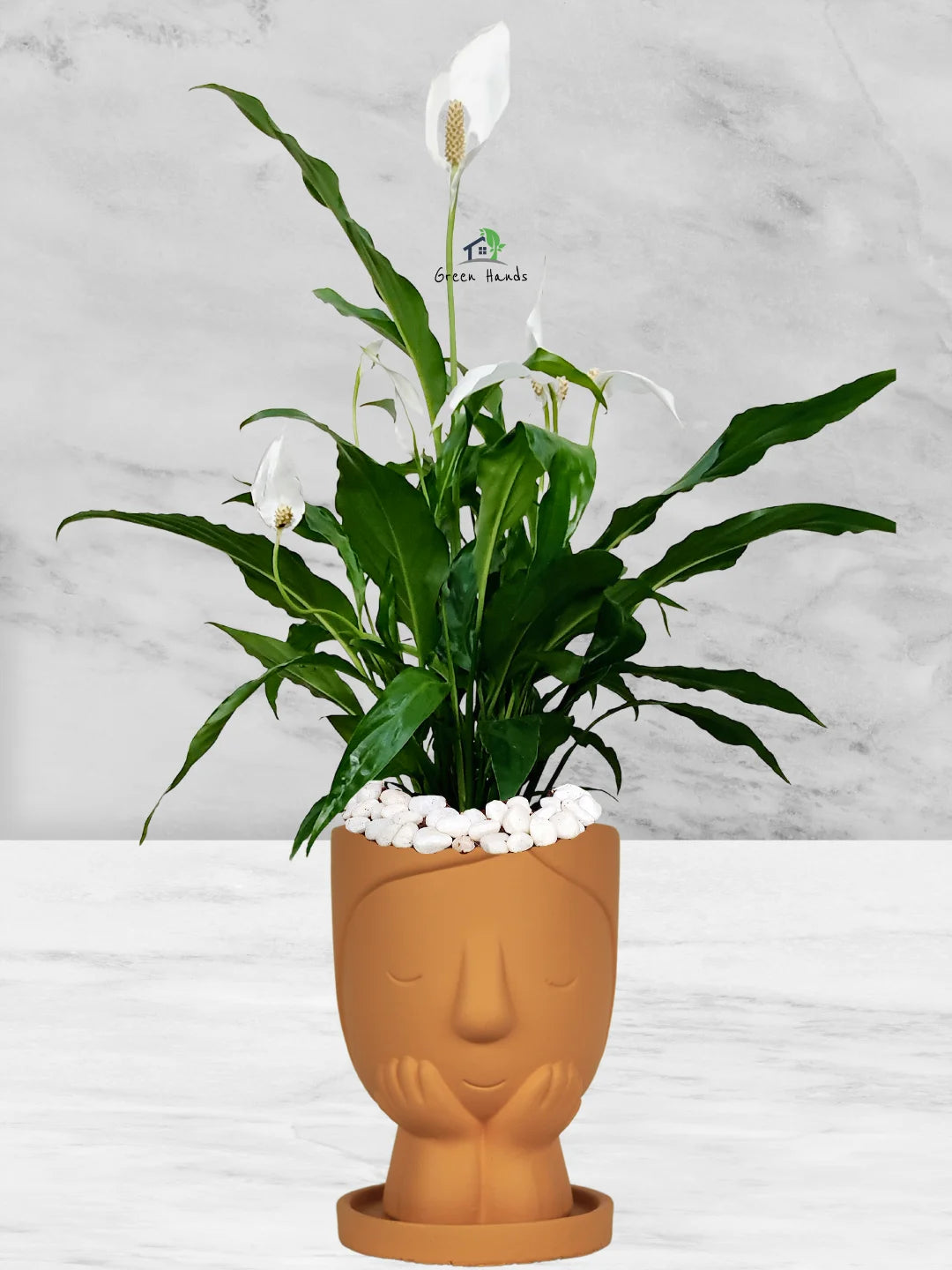 Potted Peace Lily: The Ultimate Air-Purifying Plant in a Modern Decor Pots