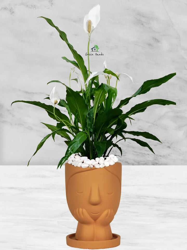 Potted Peace Lily: The Ultimate Air-Purifying Plant in a Modern Decor Pots