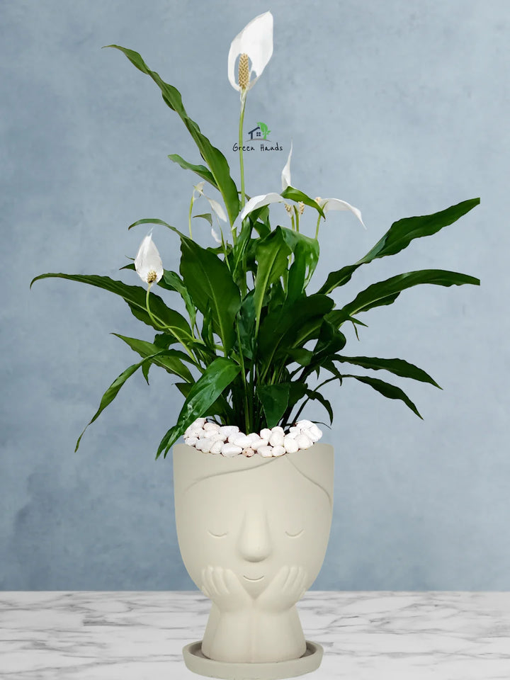 Potted Peace Lily: The Ultimate Air-Purifying Plant in a Modern Decor Pots