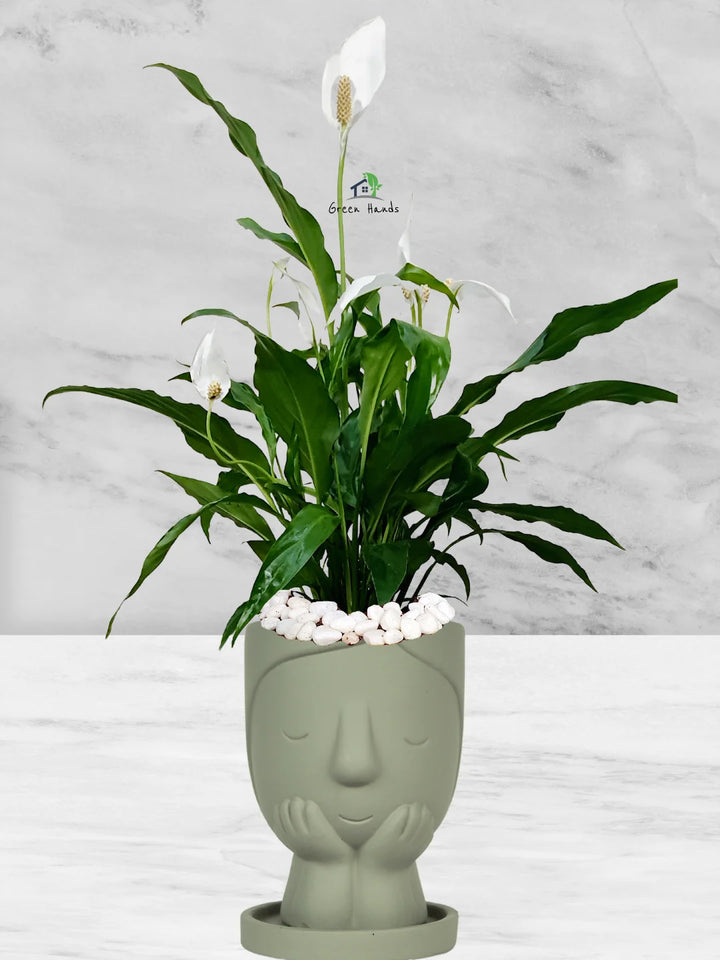 Potted Peace Lily: The Ultimate Air-Purifying Plant in a Modern Decor Pots