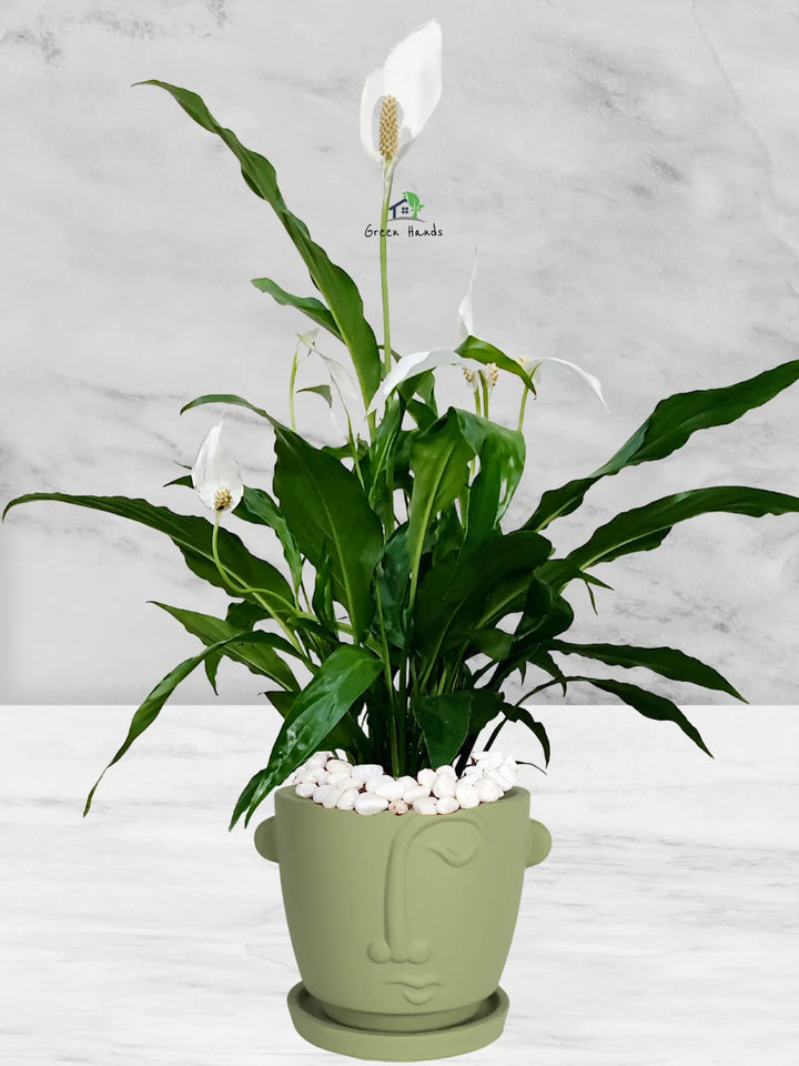 Potted-Peace-Lily-in-Adorable-Terracotta-Face-Planter-Olive-Green