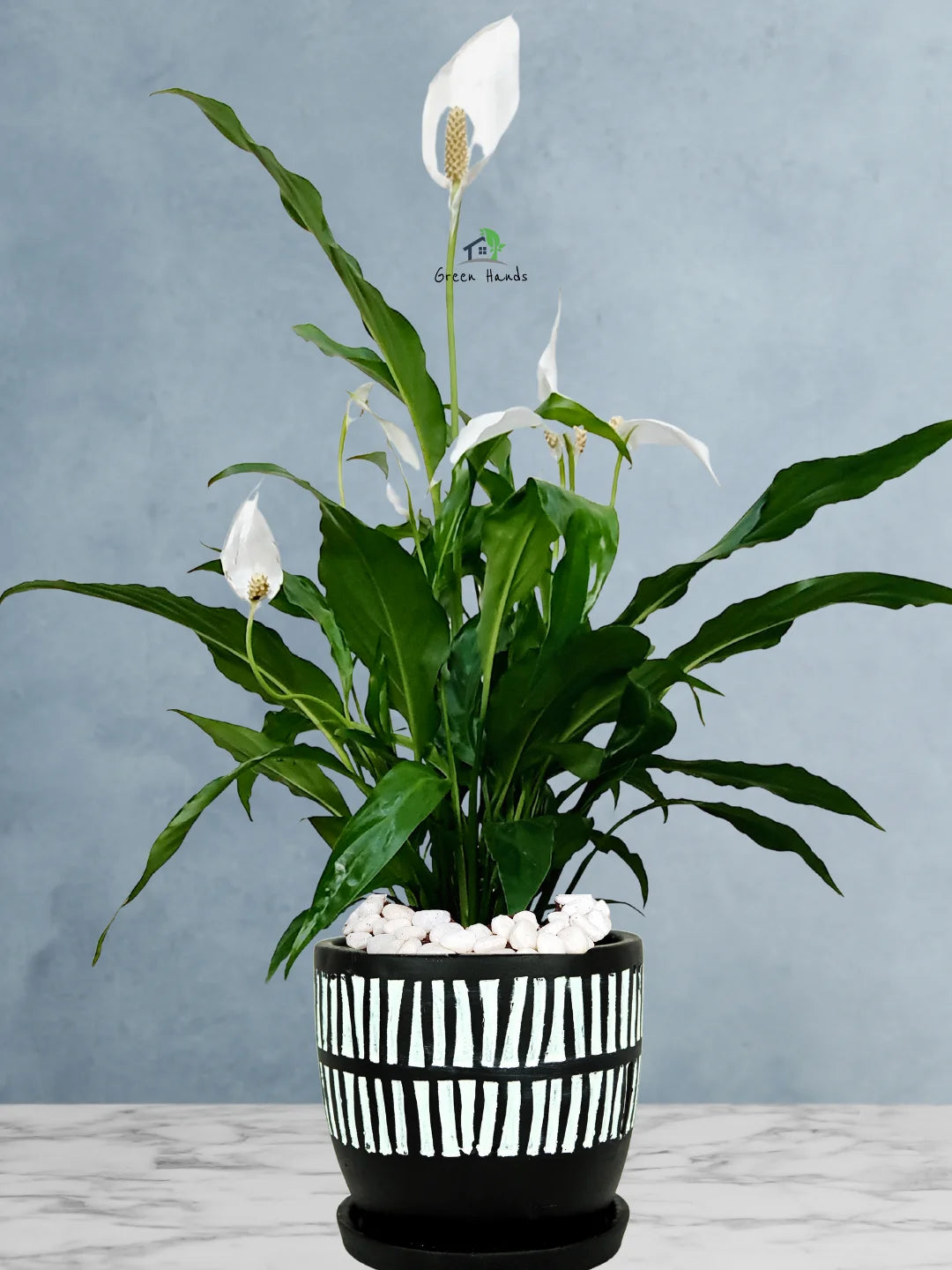 Potted Peace Lily: The Ultimate Air-Purifying Plant in a Modern Decor Pots