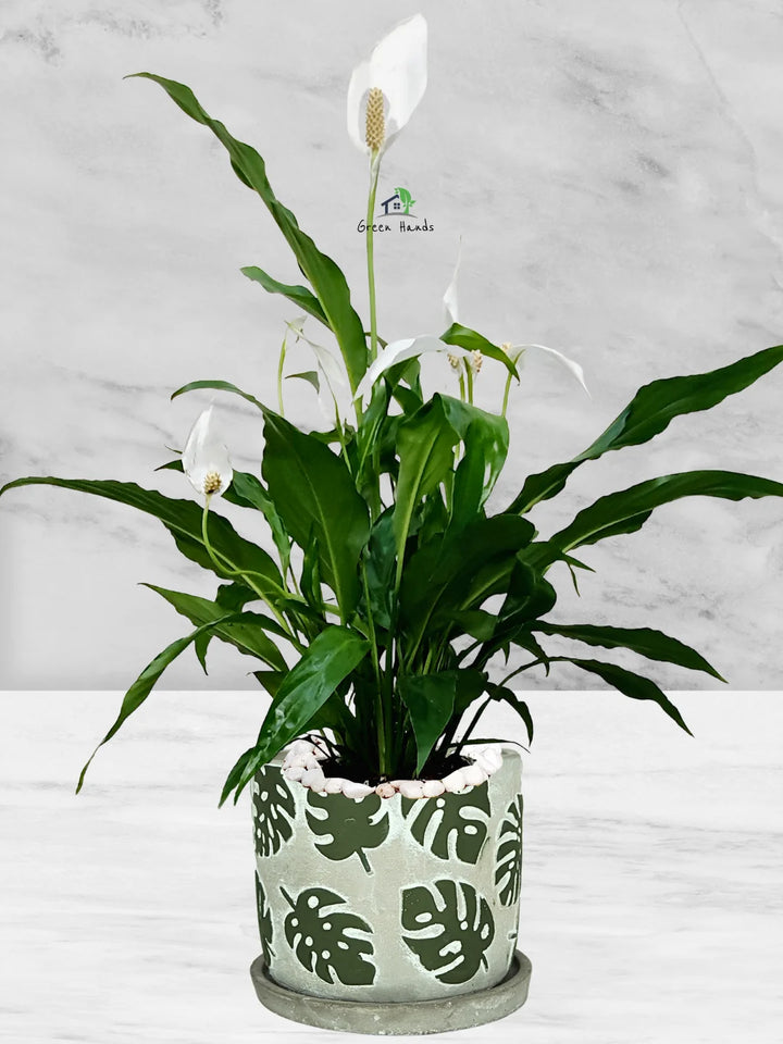 Potted Peace Lily: The Ultimate Air-Purifying Plant in a Modern Decor Pots