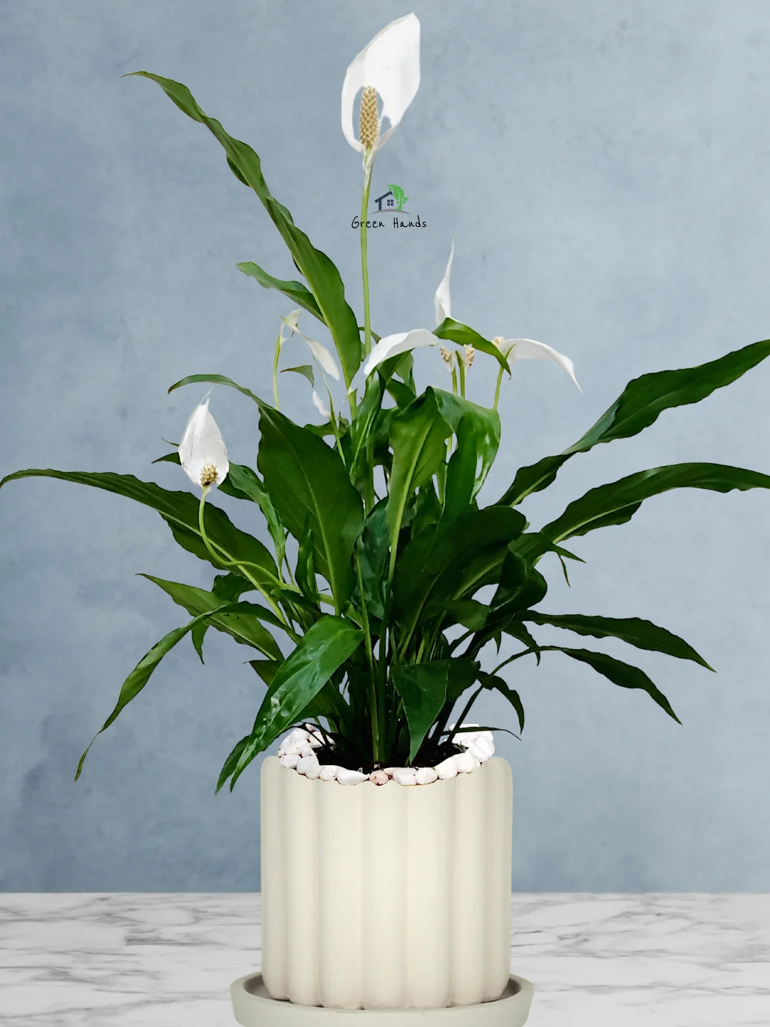 Potted Peace Lily: The Ultimate Air-Purifying Plant in a Modern Decor Pots