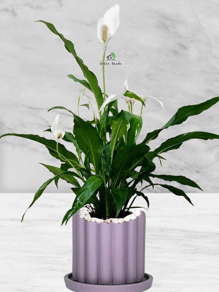 Potted Peace Lily: The Ultimate Air-Purifying Plant in a Modern Decor Pots