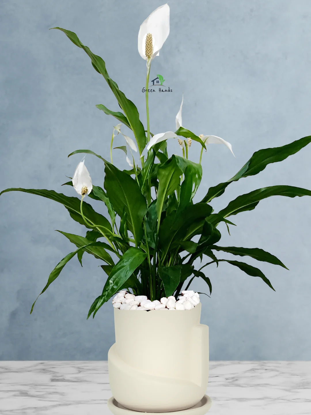 Potted Peace Lily: The Ultimate Air-Purifying Plant in a Modern Decor Pots