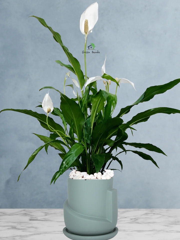 Potted Peace Lily: The Ultimate Air-Purifying Plant in a Modern Decor Pots