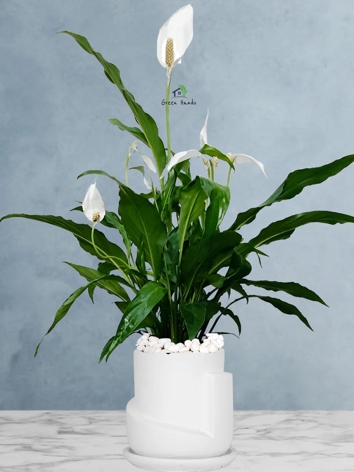 Potted Peace Lily: The Ultimate Air-Purifying Plant in a Modern Decor Pots