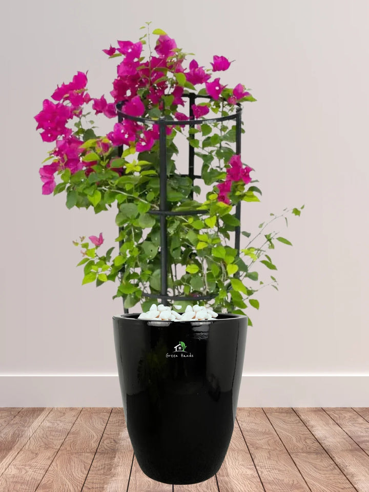 Large Potted Bougainvillea: Vibrant Outdoor Plant in Tall Ceramic Pot