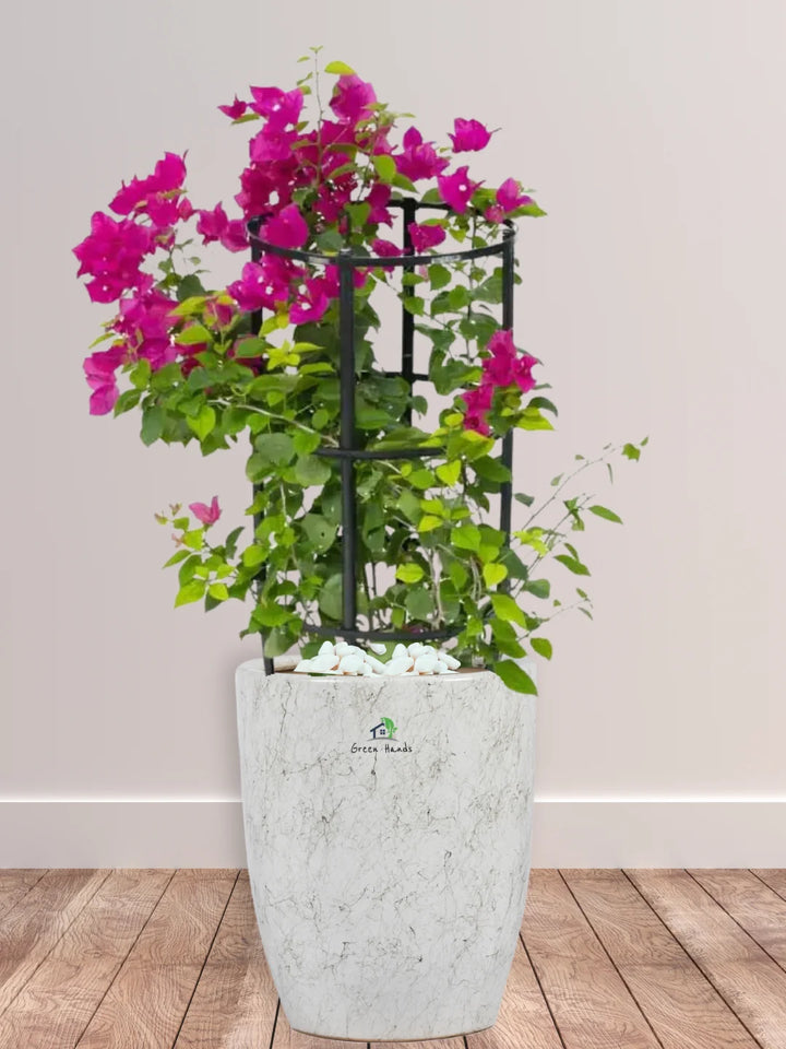 Large Potted Bougainvillea: Vibrant Outdoor Plant in Tall Ceramic Pot