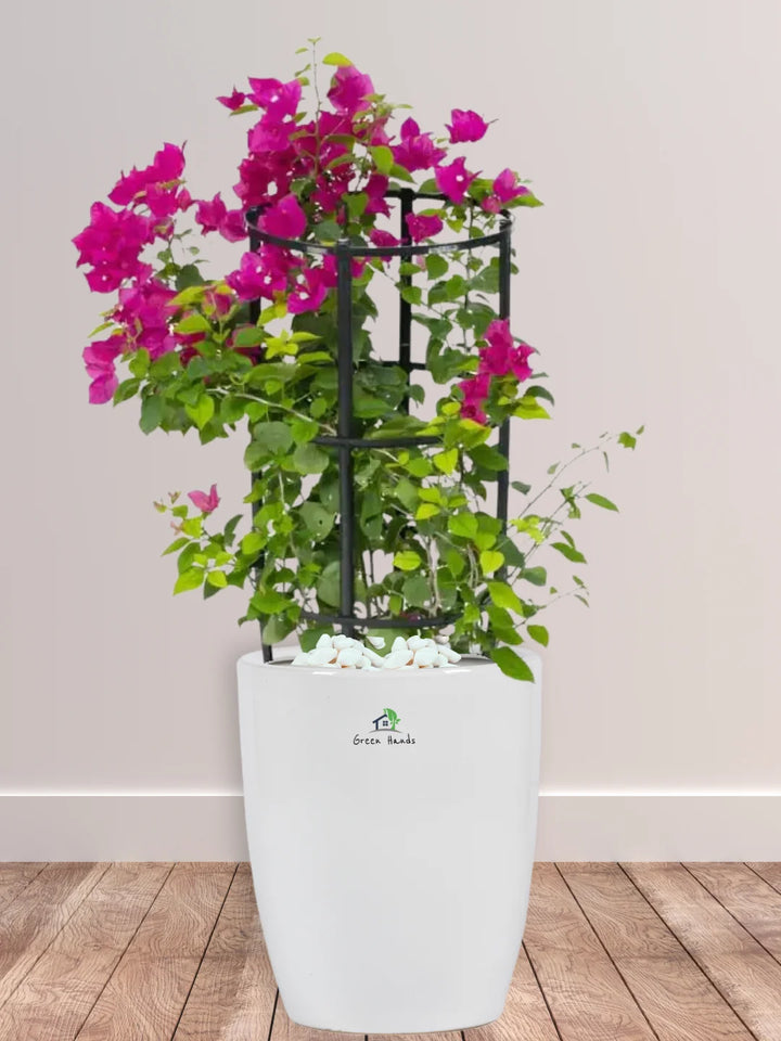 Large Potted Bougainvillea: Vibrant Outdoor Plant in Tall Ceramic Pot