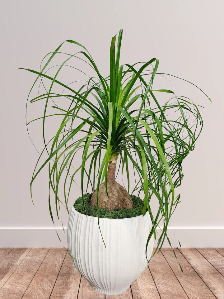 Potted-Ponytail-Palm-Plant-in-Beige-Fiber-Pot