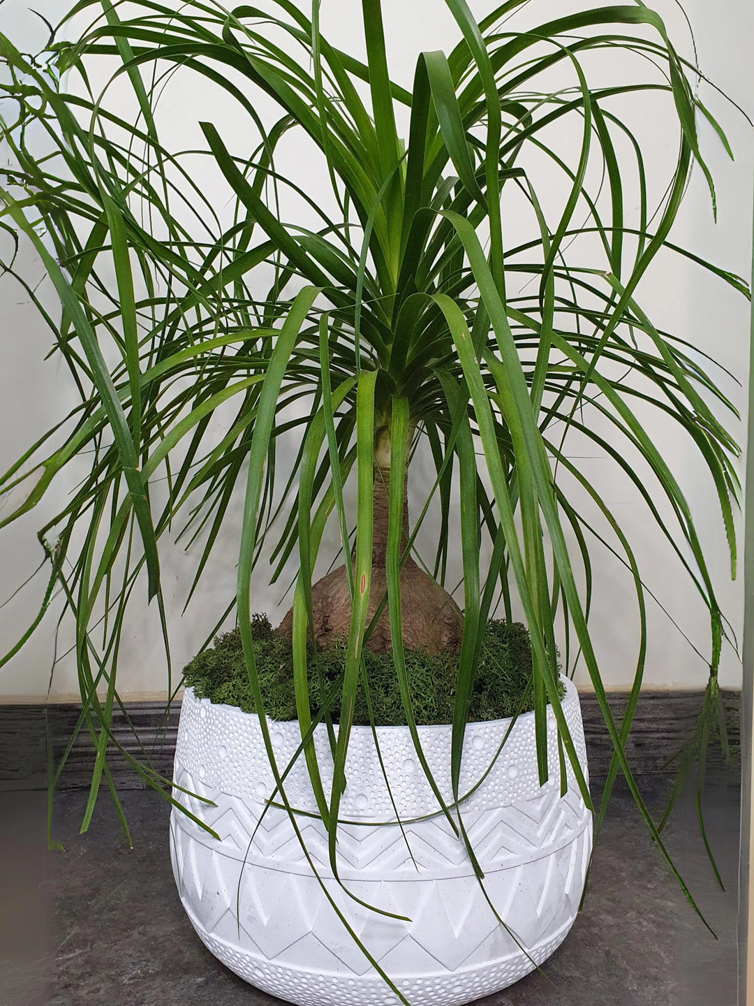 Potted-Ponytail-Palm-Plant-in-Flat-White-Fiber-Pot