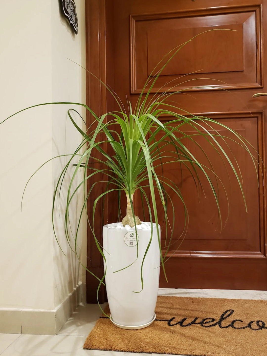 Potted-Ponytail-Palm-Plant-in-Tall-White-Ceramic-Pot