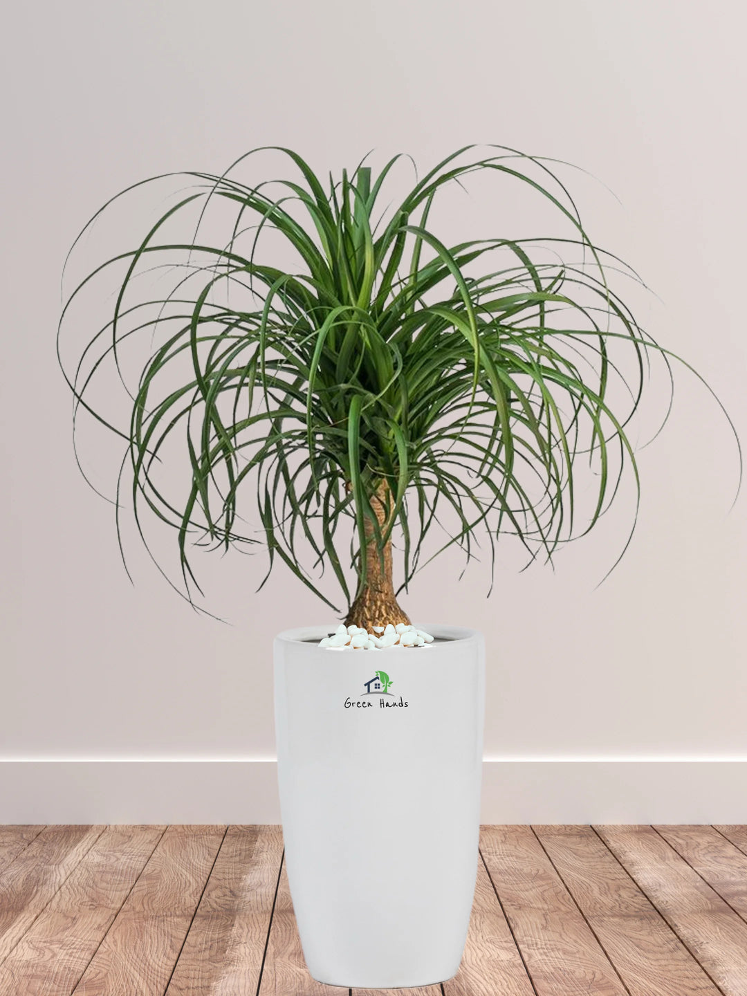 Potted-Ponytail-Palm-Plant-in-White-Ceramic-Pot