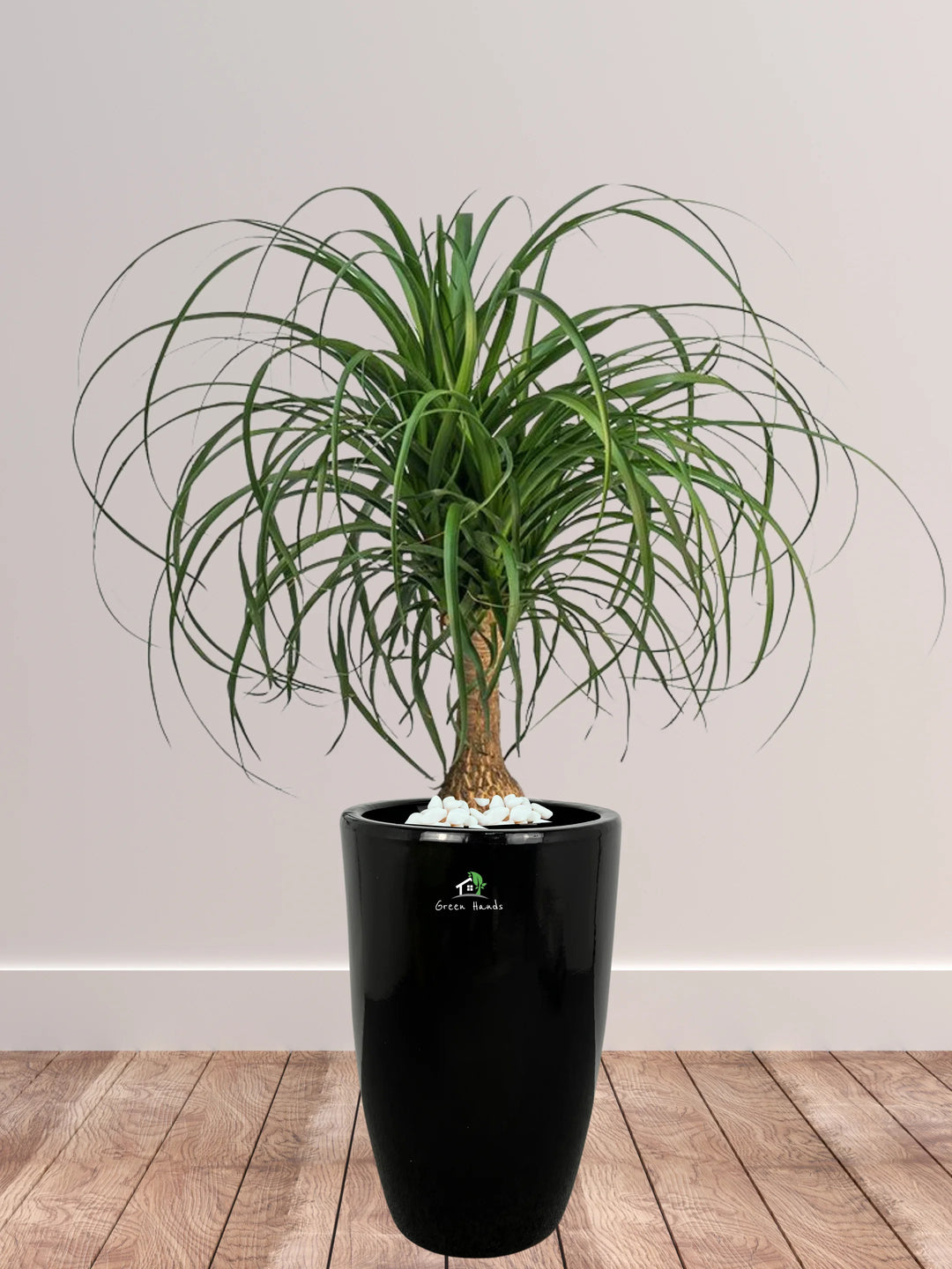 Potted-Ponytail-Palm-in-Tall-Ceramic-Black-Pot