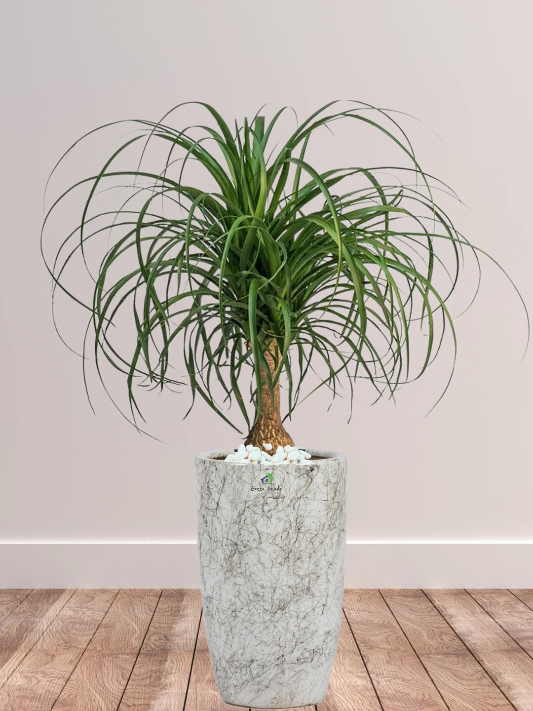 Potted-Ponytail-Palm-in-Tall-Ceramic-Marble-Grey-Pot