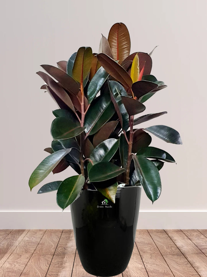 Potted Large Rubber Plant