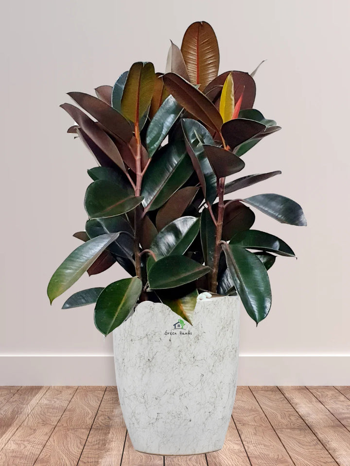 Potted Large Rubber Plant