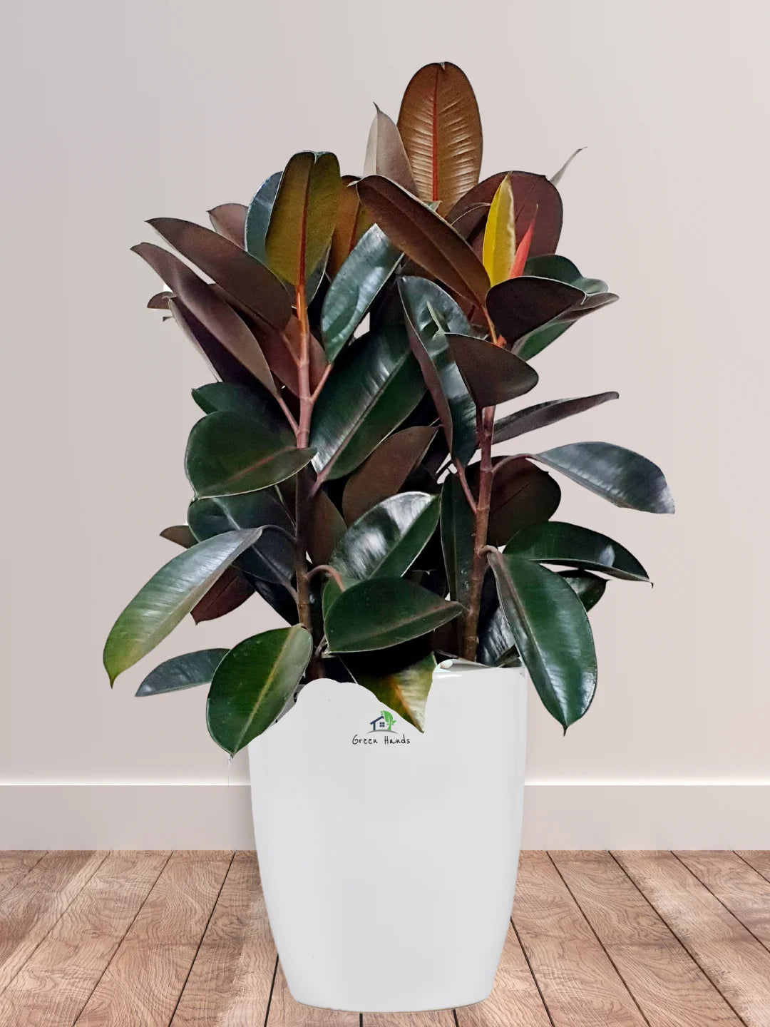 Potted Large Rubber Plant