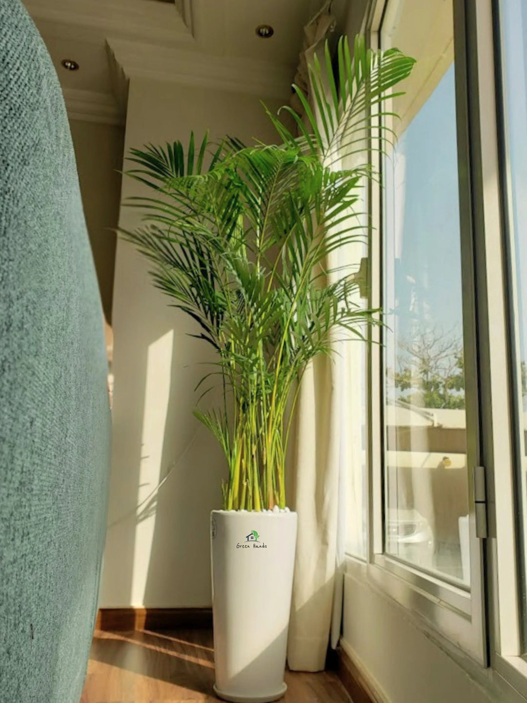 Potted-XL-Areca-Palms-in-Premium-Tall-White-Ceramic-Pot