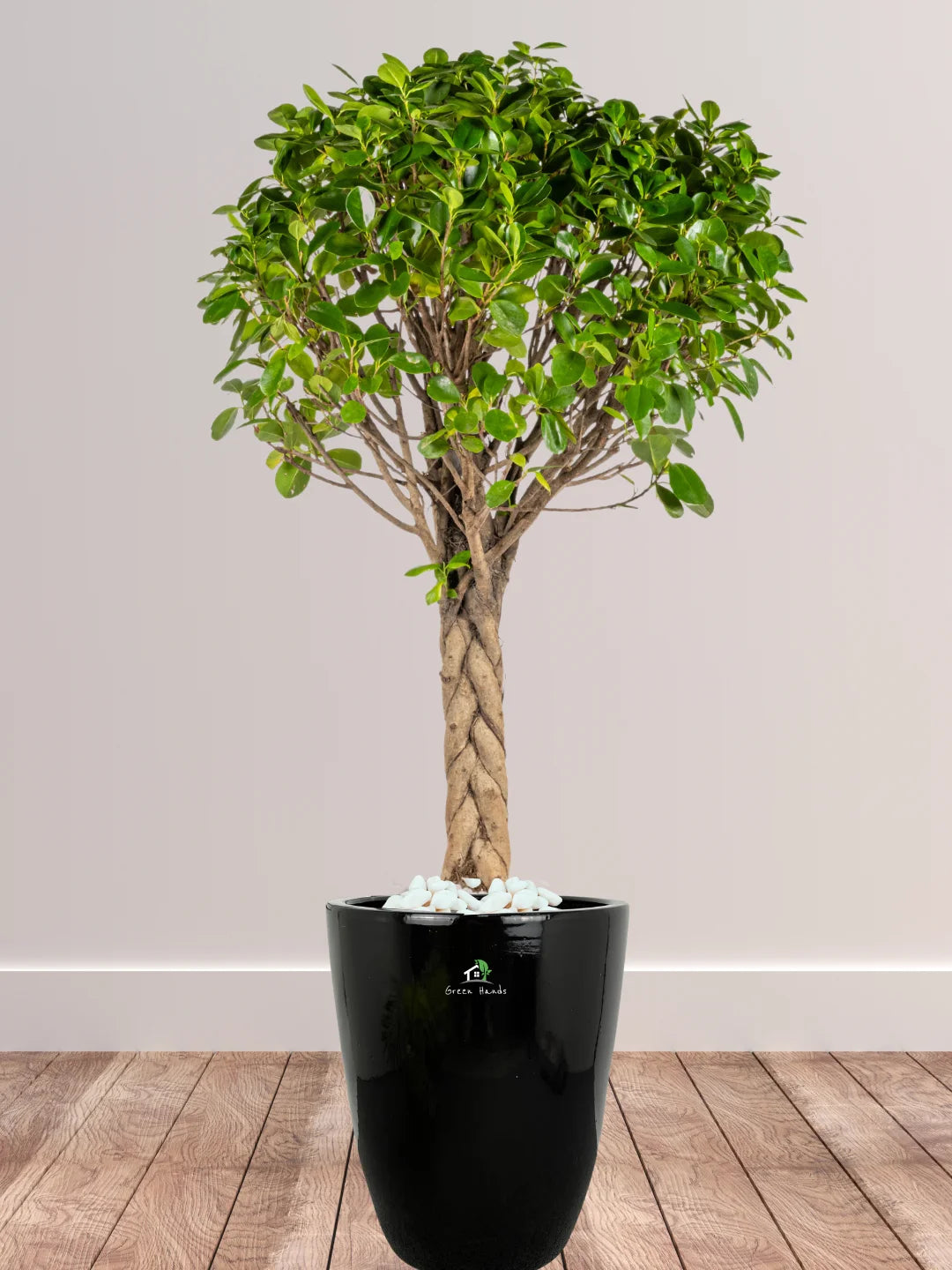 Potted-XL-Braided-Ficus-Bonsai-in-Black-Ceramic-Pot