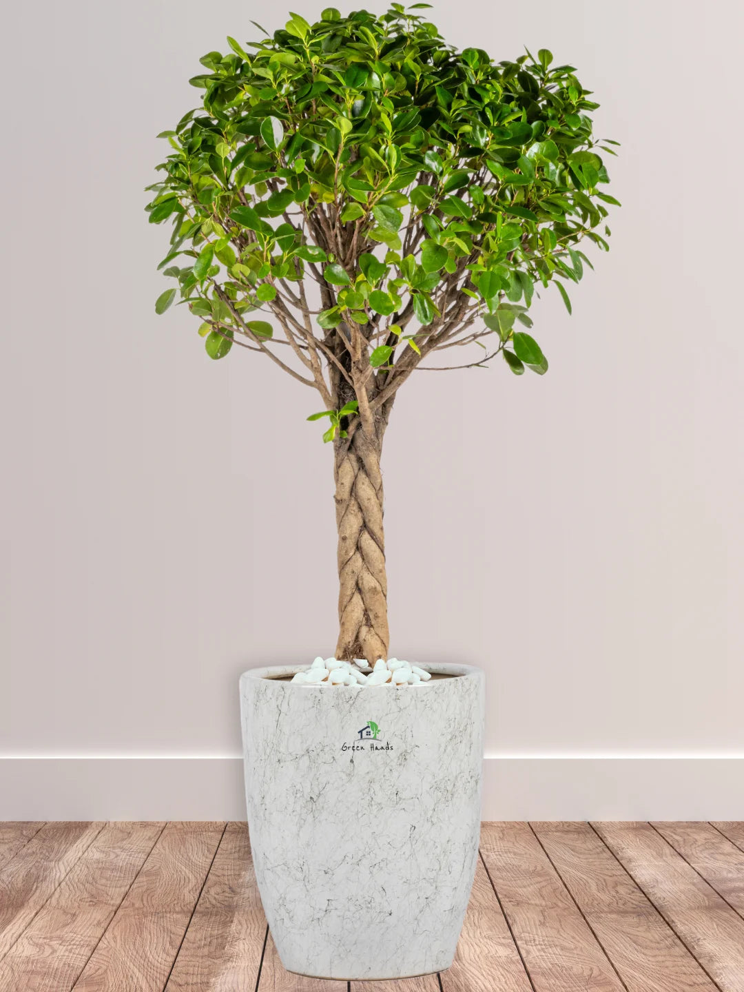 Potted-XL-Braided-Ficus-Bonsai-in-Marble-Ceramic-Pot