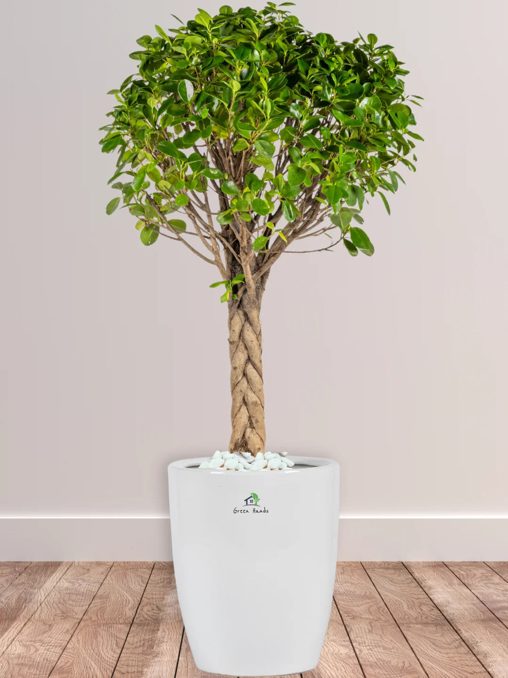 Potted-XL-Braided-Ficus-Bonsai-in-White-Ceramic-Pot