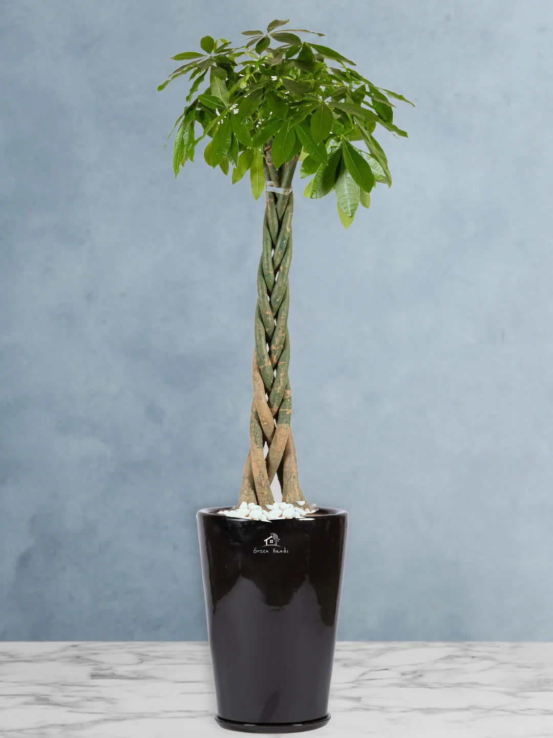 Potted-XL-Braided-Money-Tree-Pachira-Premium-Ceramic-Black-Pot