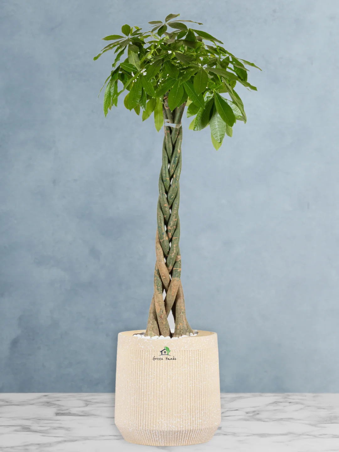 Potted-XL-Braided-Money-Tree-Pachira-Premium-Fiber-Beige-Pot