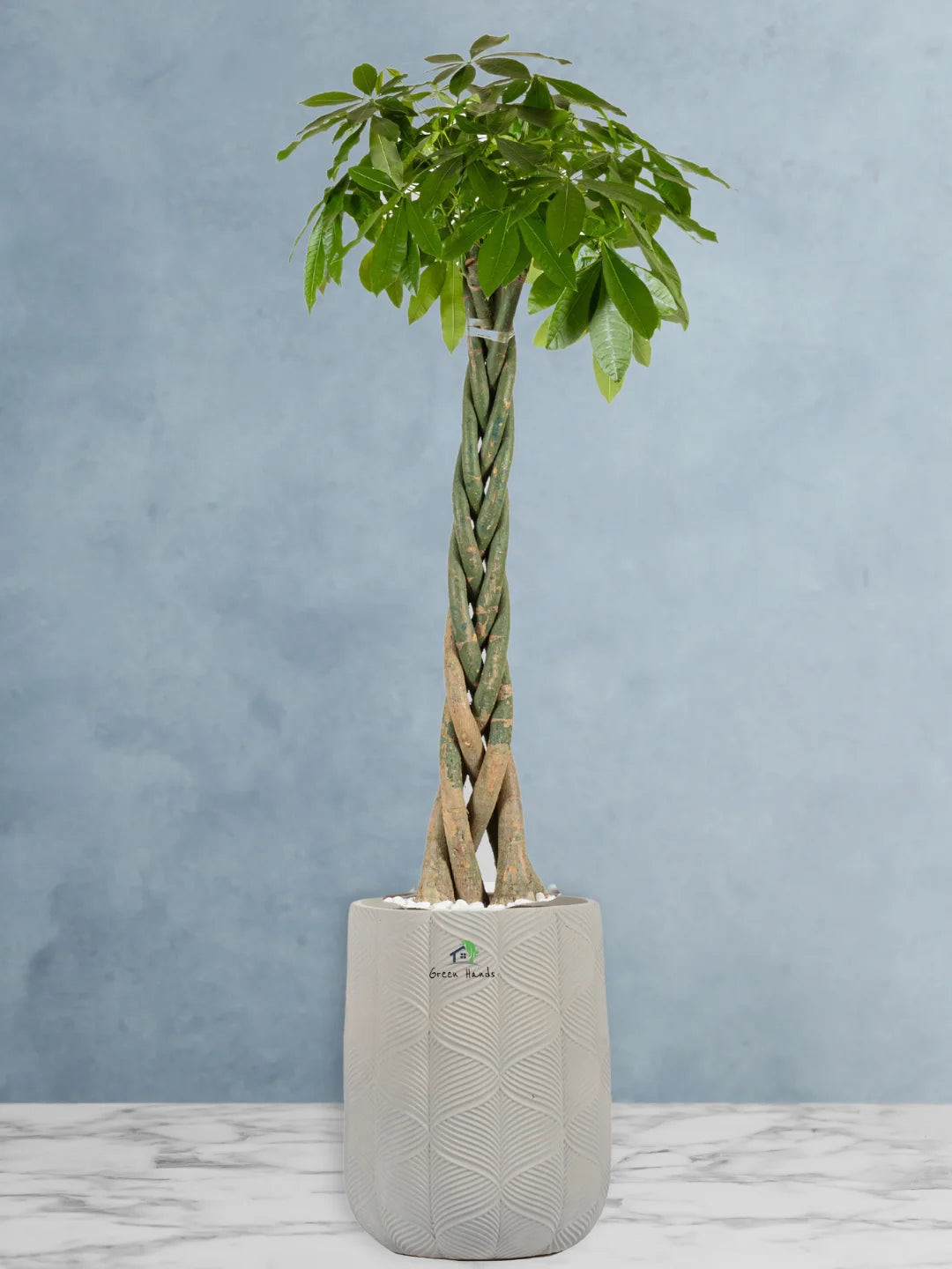 Potted-XL-Braided-Money-Tree-Pachira-Premium-Fiber-Grey-Pot